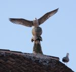 Gull on the top of the arsenal