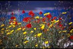Springtime