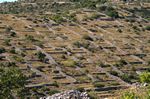Abandoned fields on the island
