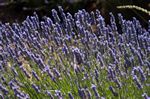 Lavander
