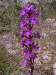 Orchids in the fields