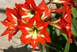 Blossomingin our garden!