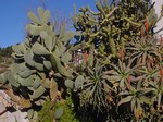 Opuntia and other cactuses in our garden