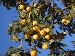 Springtime: Lemon tree in our garden